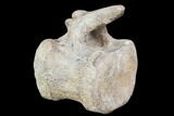 Hadrosaur Caudal Vertebrae - Montana #101776-5